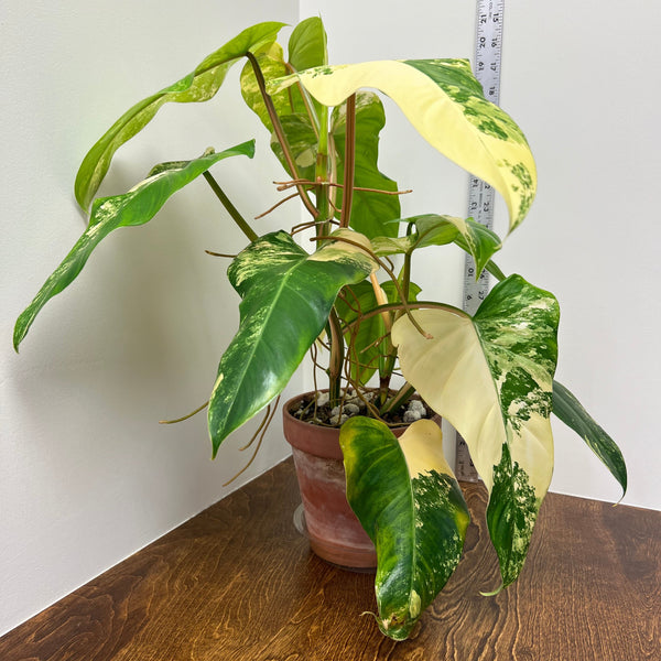 PHILODENDRON DOMESTICUM VARIEGATA