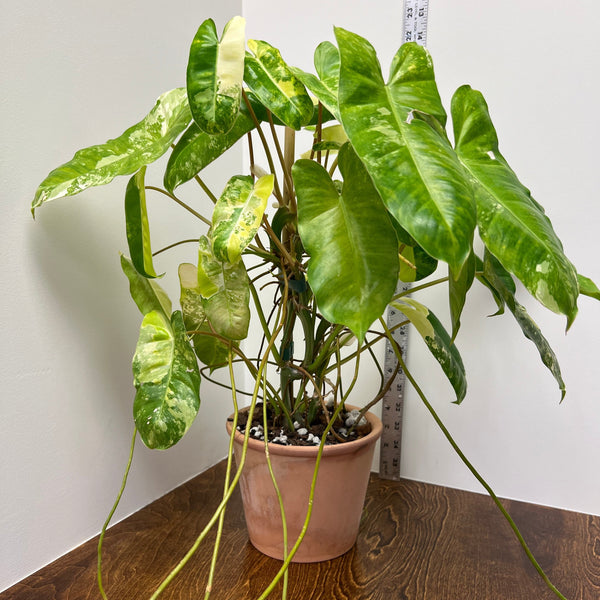 PHILODENDRON BURLE MARX VARIEGATA