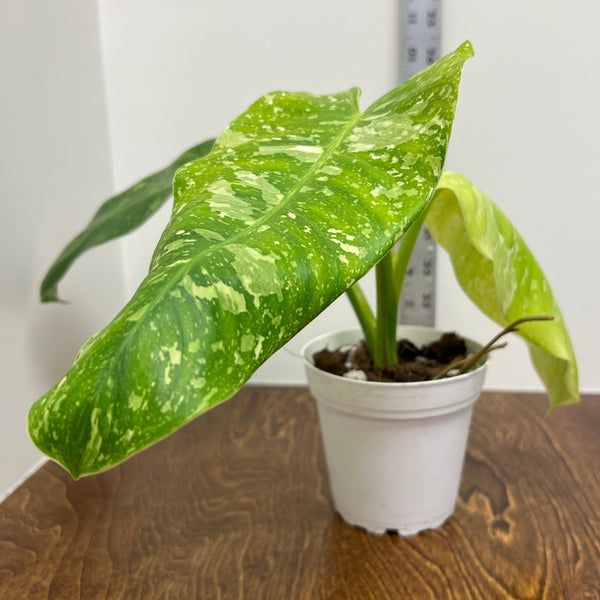 PHILODENDRON JOSE BUONO VARIEGATA