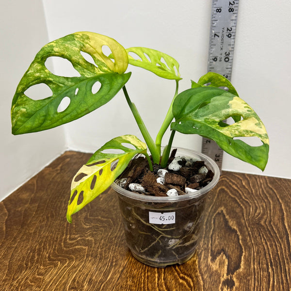 MONSTERA ADANSONII VARIEGATA AUREA