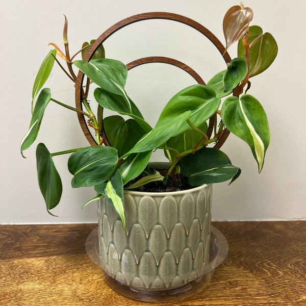 PHILODENDRON SILVER STRIPE IN CERAMIC PLANTER