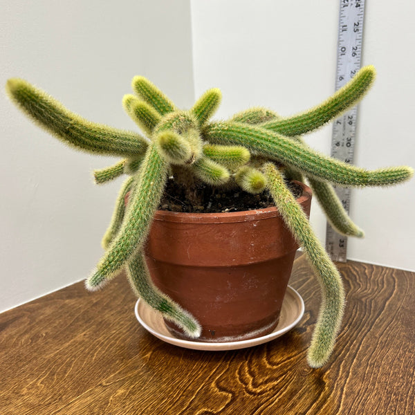 MONKEY TAIL CACTUS