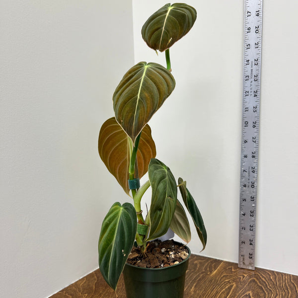 PHILODENDRON MELANOCHRYSUM