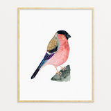 Watercolor Bull Finch Art Print