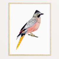 Watercolor Jay Bird Art Print