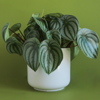 Charlie Ceramic Planter