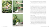 WELCOME TO THE JUNGLE: RARE TROPICAL PLANTS TO COLLECT, GROW + LOVE