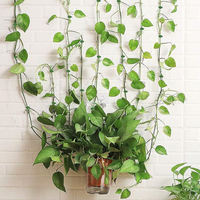 Wall Clips For Climbing Plants