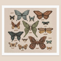 Butterflies + Moths Print