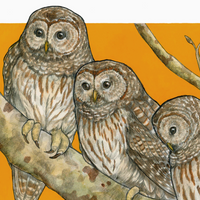 A Parliament Of Owls Archival Print