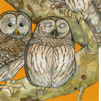 A Parliament Of Owls Archival Print