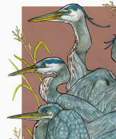 A Siege Of Herons Archival Print