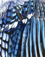 Rosalie Haizlett  Print - Blue Jay Wing