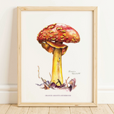 Rosalie Haizlett  Print - Orange Amanita Mushroom