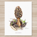 Rosalie Haizlett  Print - Morel Mushroom