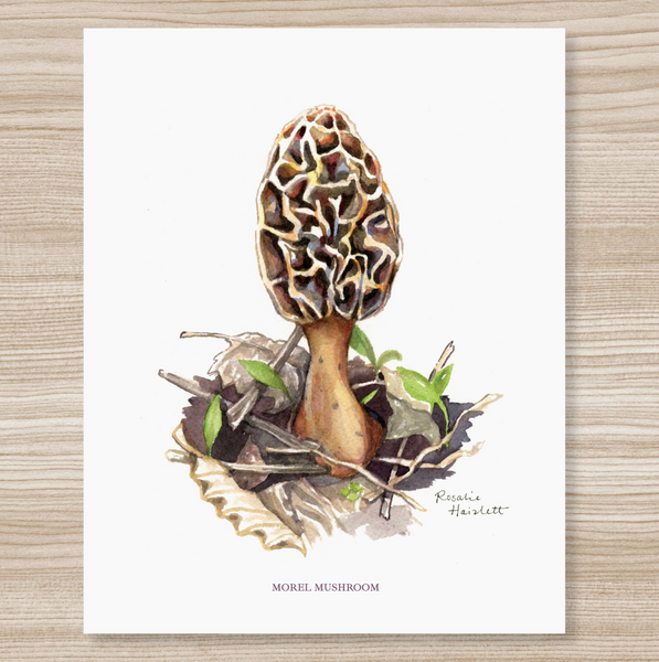 Rosalie Haizlett  Print - Morel Mushroom