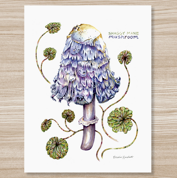 Rosalie Haizlett  Print - Purple Shaggy Mane Mushroom