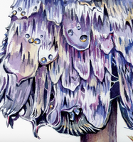 Rosalie Haizlett  Print - Purple Shaggy Mane Mushroom