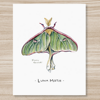 Rosalie Haizlett  Print - Luna Moth