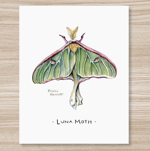 Rosalie Haizlett  Print - Luna Moth