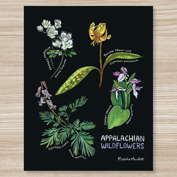 Rosalie Haizlett  Print - Appalachian Wildflowers