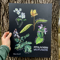 Rosalie Haizlett  Print - Appalachian Wildflowers