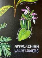 Rosalie Haizlett  Print - Appalachian Wildflowers