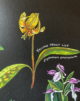 Rosalie Haizlett  Print - Appalachian Wildflowers
