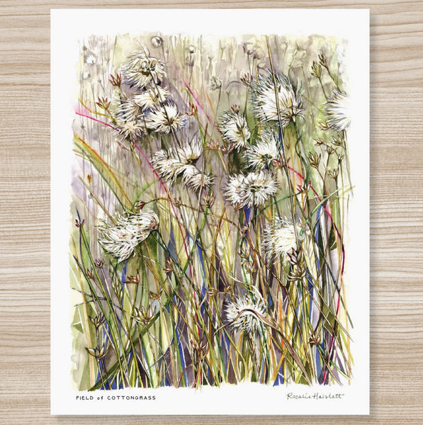 Rosalie Haizlett  Print - Field Of Cottongrass