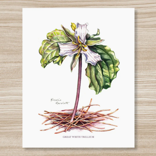 Rosalie Haizlett  Print - Great White Trillium