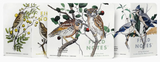 Field Notes 3 Pack - Birds + Trees Pack A