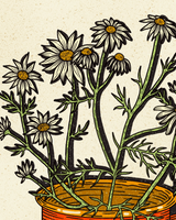 Enamel Mug Daisies Print