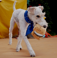 Dog Toy - BARK More S'mores Plush
