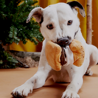 Dog Toy - BARK More S'mores Plush
