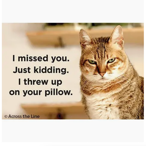 Cat I Missed You Magnet