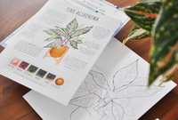 Watercolor Kit - Pink Aglaonema