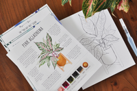 Watercolor Kit - Pink Aglaonema