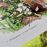 Rosalie Haizlett  Print - Mandolin In The Meadow