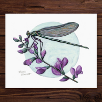Rosalie Haizlett  Print - Jewelwing Damselfly