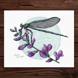 Rosalie Haizlett  Print - Jewelwing Damselfly