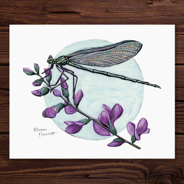 Rosalie Haizlett  Print - Jewelwing Damselfly
