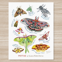 Rosalie Haizlett  Print - Moths Of Eastern North America