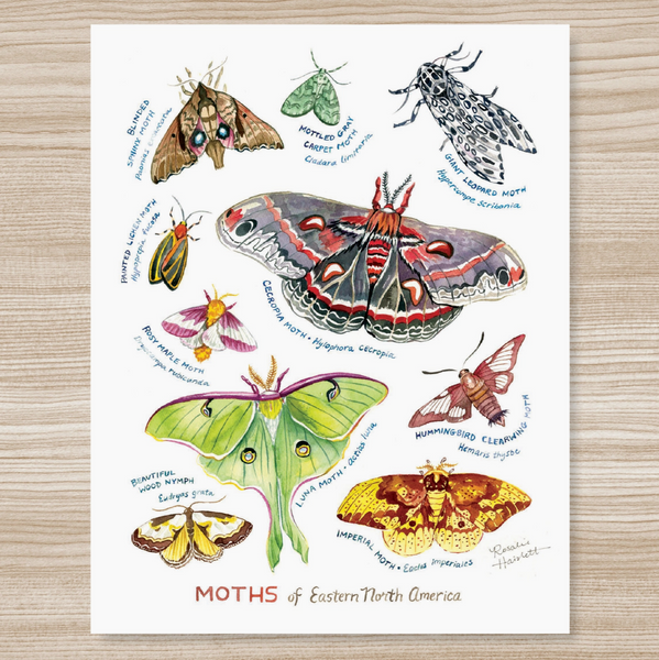 Rosalie Haizlett  Print - Moths Of Eastern North America