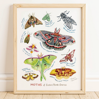 Rosalie Haizlett  Print - Moths Of Eastern North America