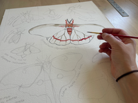 Rosalie Haizlett  Print - Moths Of Eastern North America