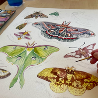 Rosalie Haizlett  Print - Moths Of Eastern North America