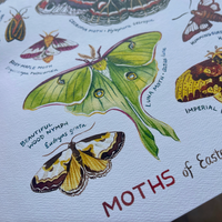 Rosalie Haizlett  Print - Moths Of Eastern North America