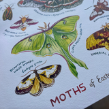 Rosalie Haizlett  Print - Moths Of Eastern North America