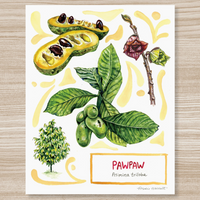 Rosalie Haizlett  Print - Pawpaw