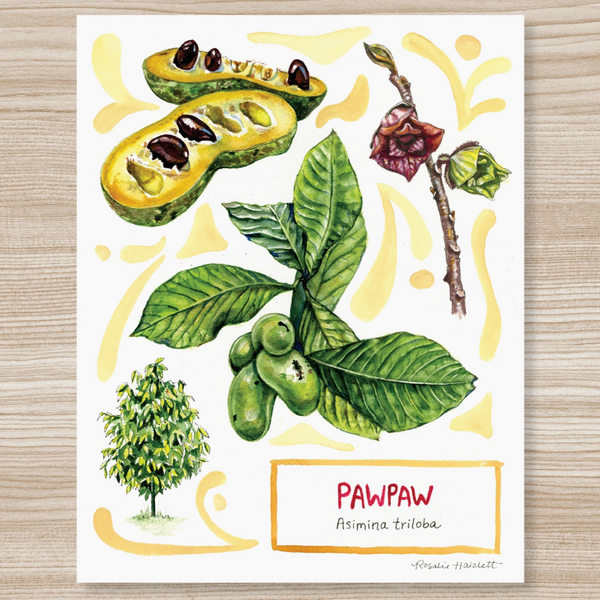 Rosalie Haizlett  Print - Pawpaw